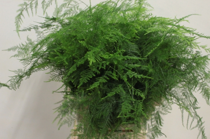 <h4>BLAD ASPARAGUS EXTRA VEREN X50</h4>