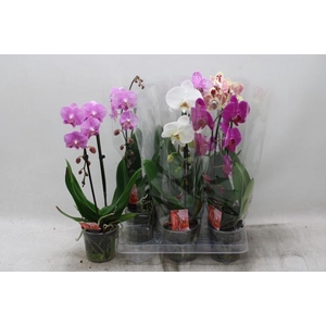 PHAL EL CASCADE