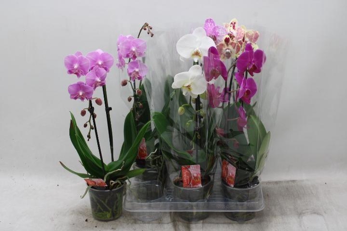 PHAL EL CASCADE