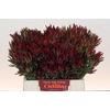 Leucadendron Blush Spray