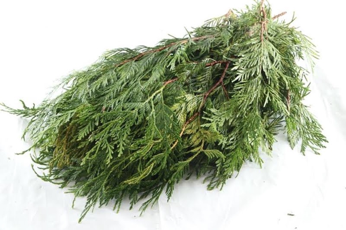 <h4>Conifeer Thuja Zebrina Fine Cutted</h4>