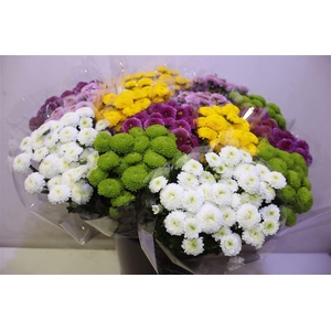 Chr S Pompon Gem Bs X5