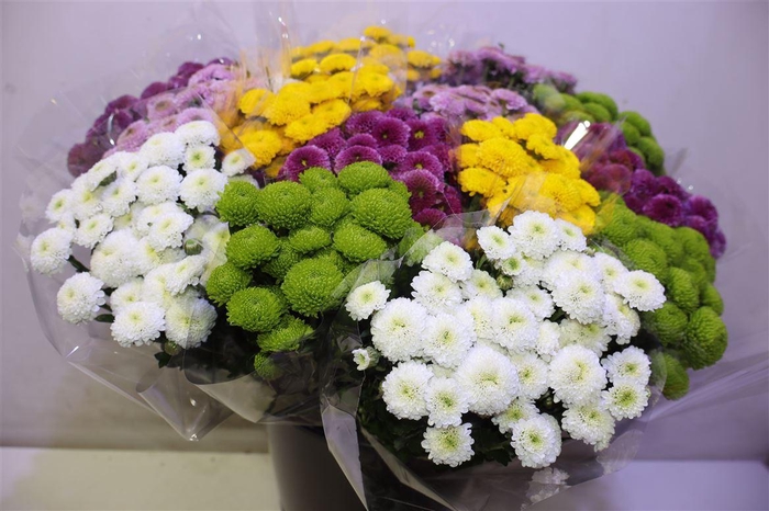 <h4>Chr S Pompon Gem Bs X5</h4>