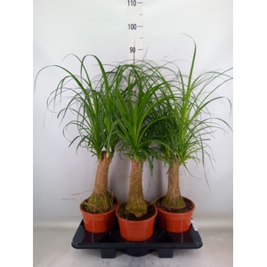 Beaucarnea recurvata