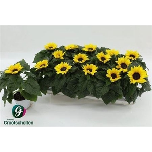 Helianthus annuus 'Sunsation'