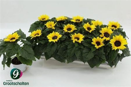 <h4>Helianthus annuus 'Sunsation'</h4>