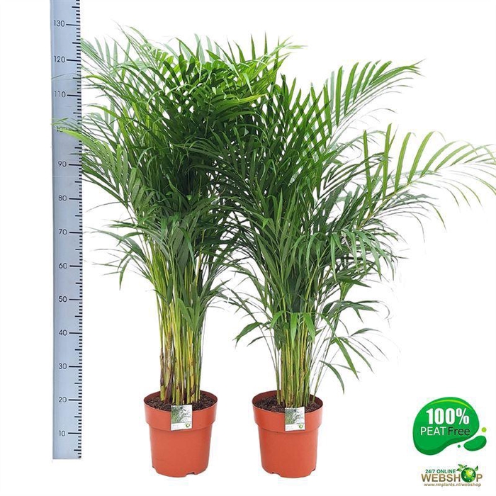 <h4>DYPSIS LUTESCENS</h4>