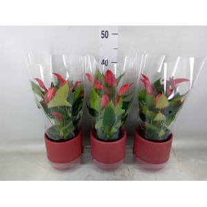 Anthurium  'Banderola Lava'
