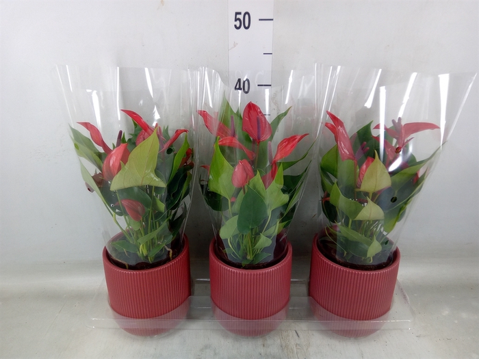 <h4>Anthurium  'Banderola Lava'</h4>