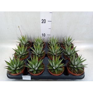 Haworthia fasciata 'Big Band'