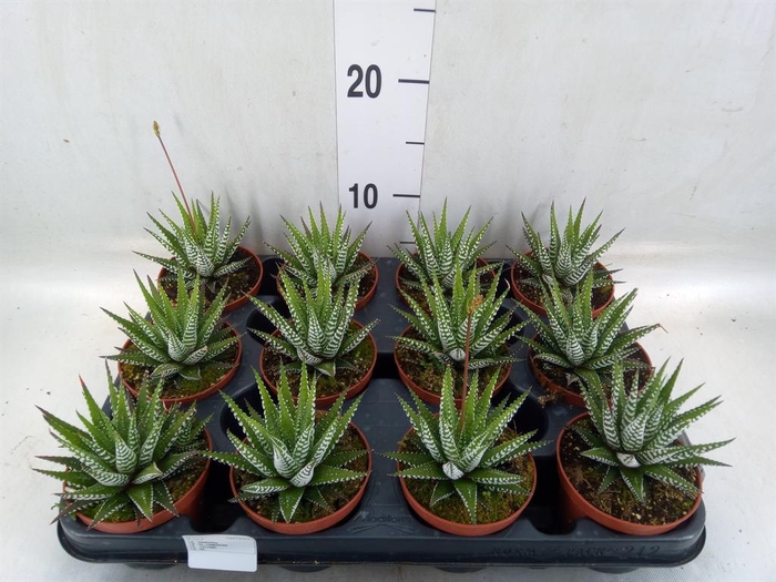 <h4>Haworthia fasciata 'Big Band'</h4>