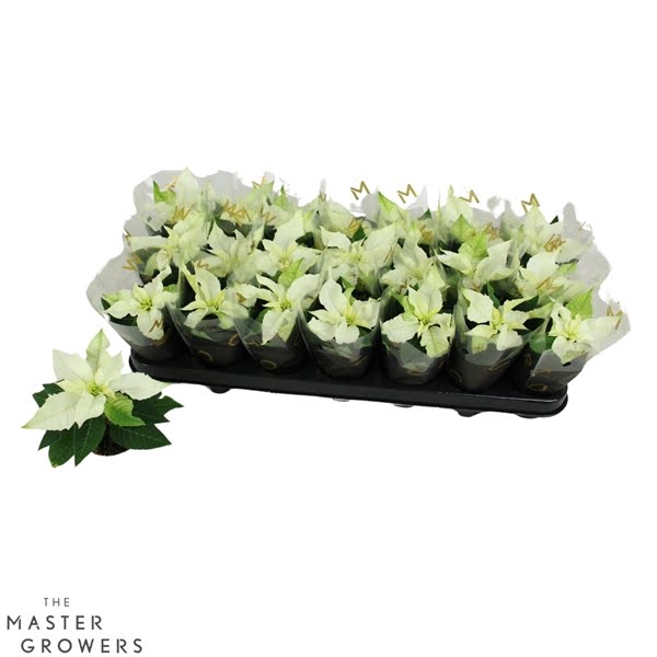 <h4>Princettia Pure White 6cm met Hoes</h4>