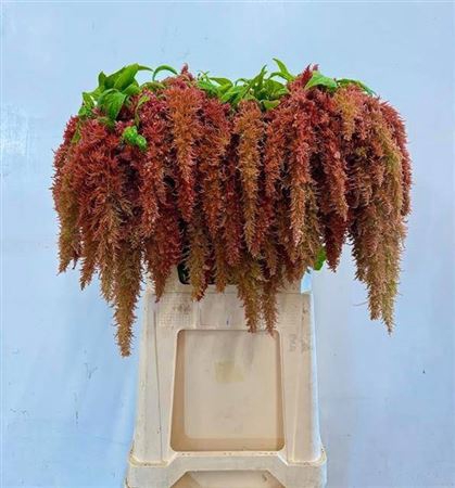 <h4>Amar Ca Brown Spider</h4>