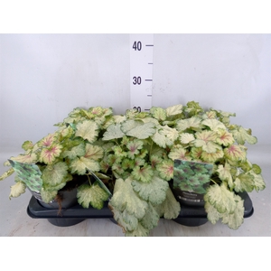 Heuchera   ...