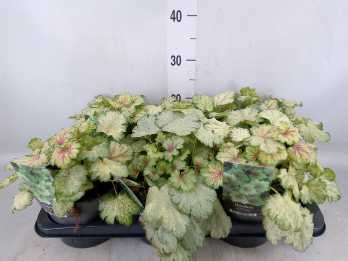 <h4>Heuchera   ...</h4>