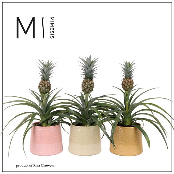 <h4>Mimesis Ananas Mi Amigo - 12cm in Bonitas ceramic</h4>