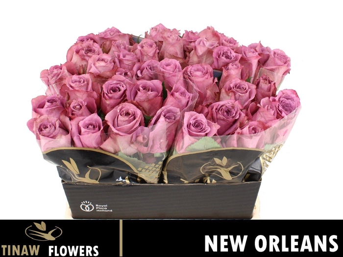 <h4>R GR NEW ORLEANS</h4>