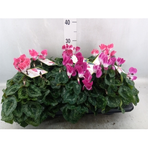 Cyclamen MD 'Indiaka'