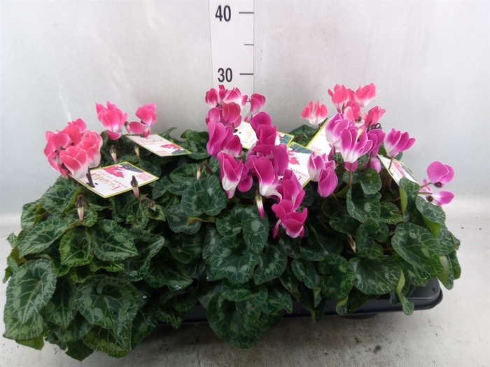 <h4>Cyclamen MD 'Indiaka'</h4>