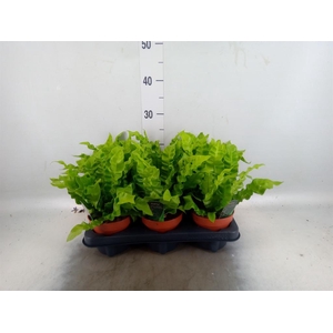 Asplenium nidus 'Crispy Wave'
