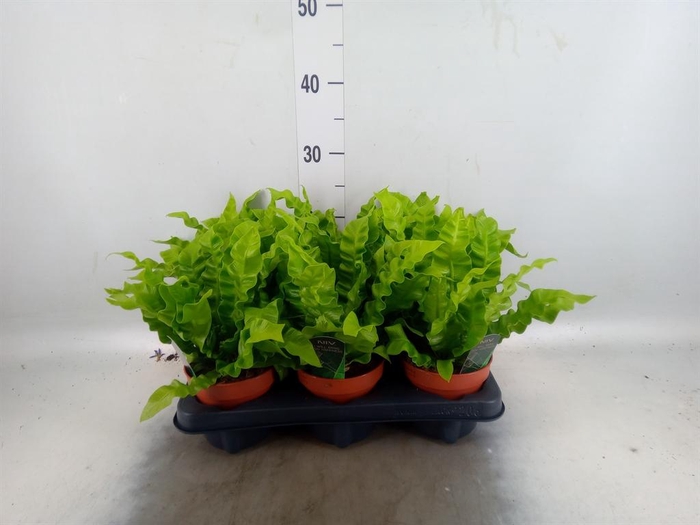<h4>Asplenium nidus 'Crispy Wave'</h4>