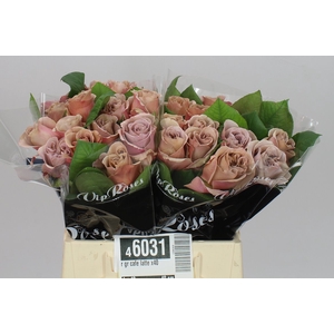 Rosa Gr Vip Cafe Latte
