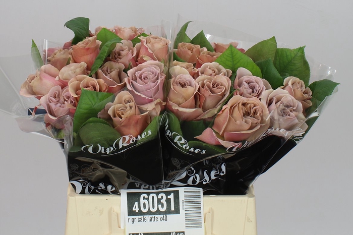 <h4>Rosa Gr Vip Cafe Latte</h4>