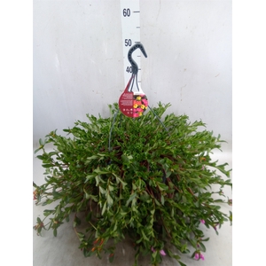 Portulaca   ...mix in pot