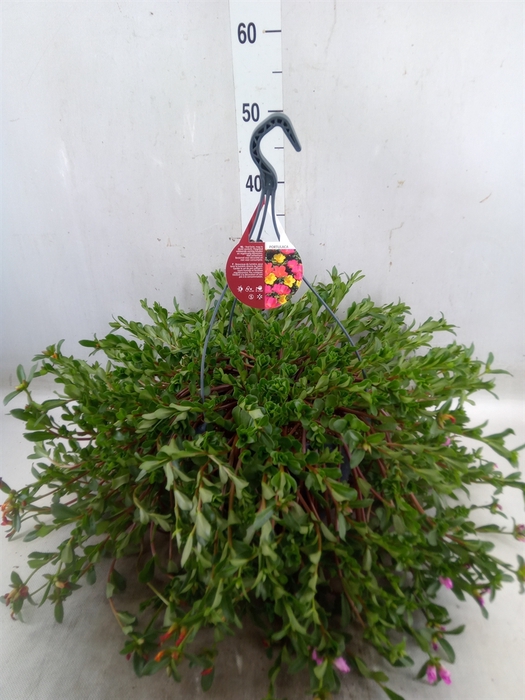 <h4>Portulaca   ...mix in pot</h4>