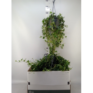 Hedera helix 'Shamrock'