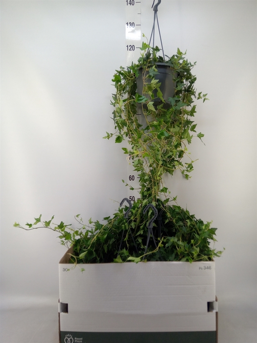 <h4>Hedera helix 'Shamrock'</h4>