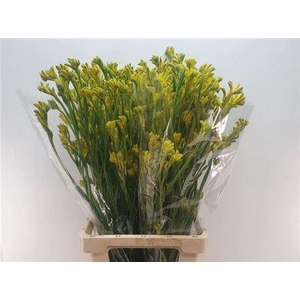 Anigoz Bush Gold 80cm