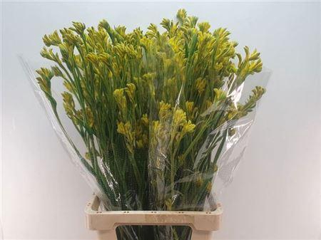 <h4>Anigoz Bush Gold 80cm</h4>