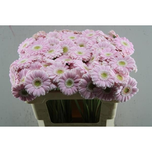 Ge Mi Cabaret (licht Rose)