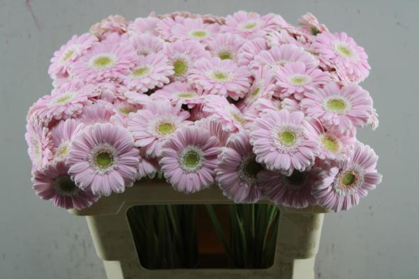 <h4>Ge Mi Cabaret (licht Rose)</h4>