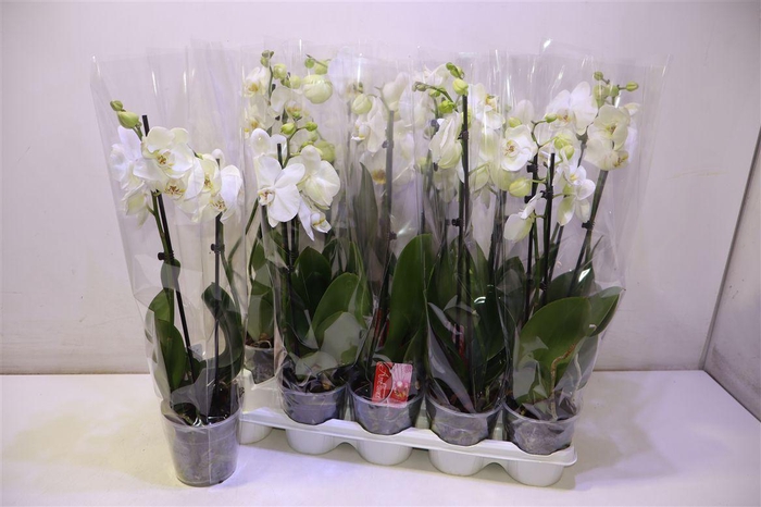 <h4>arr8 Phal Ov Wit</h4>