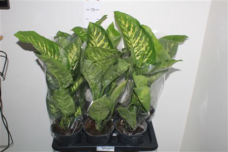 <h4>Dieff Se Tropic Snow</h4>