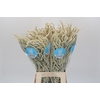 Amaranthus Yearming Desert