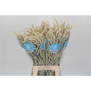 Amaranthus Yearming Desert