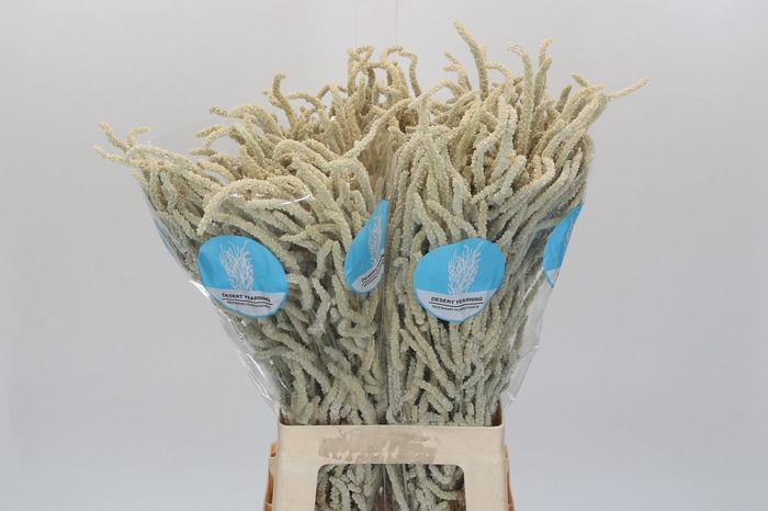 <h4>Amaranthus Yearming Desert</h4>