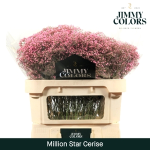 Gyps Million Star L70 Cerise
