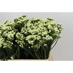 Limonium Sinuatum Starlight Wings