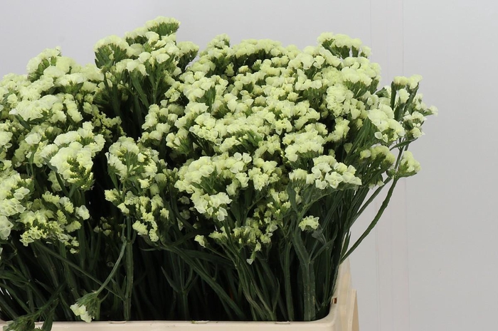 <h4>Limonium Sinuatum Starlight Wings</h4>