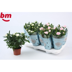 Rosa Mix White Jewel/Baby Jewel Beau Monde