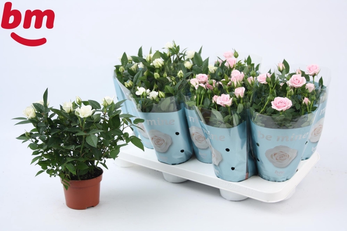 <h4>Rosa Mix White Jewel/Baby Jewel Beau Monde</h4>