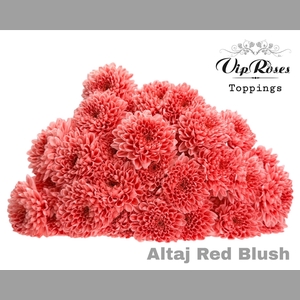 CHR T ALTAJ RED BLUSH
