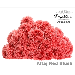 CHR T ALTAJ RED BLUSH