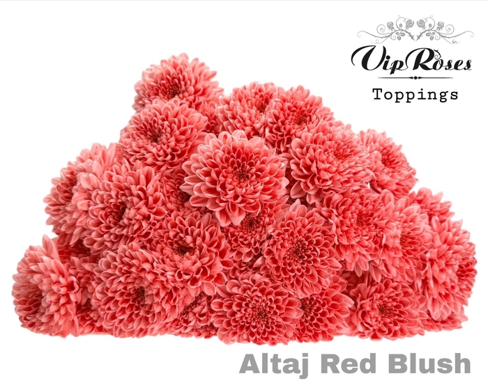 <h4>CHR T ALTAJ RED BLUSH</h4>