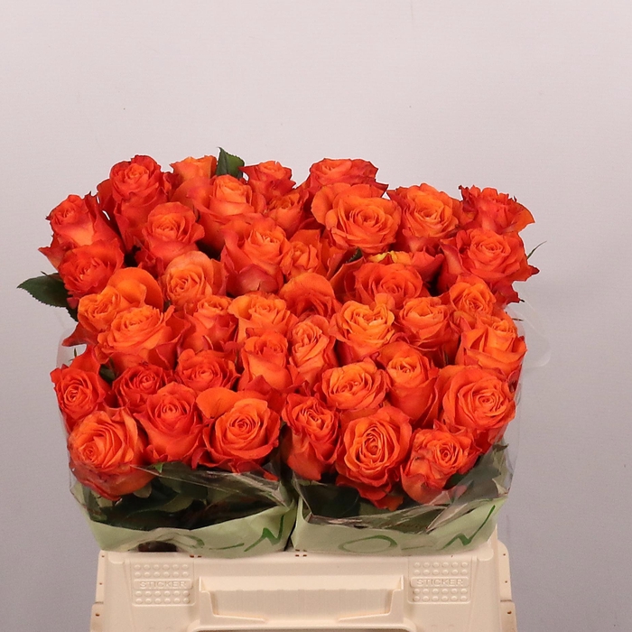 <h4>R GR ORANGE WAVE</h4>