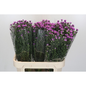 Aster Casarosa
